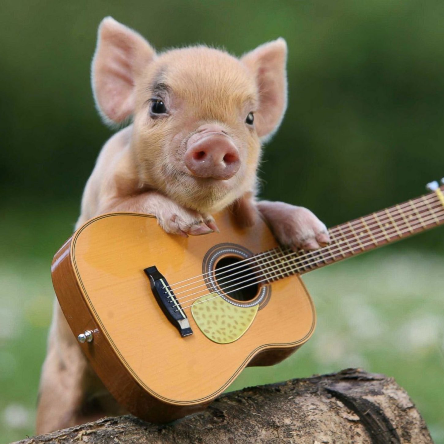 piggy with guitar (1)